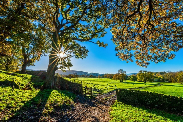 trees-g605fb16bb_640.jpg